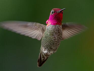 Birds