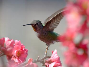 Woodside Filoli Gardens