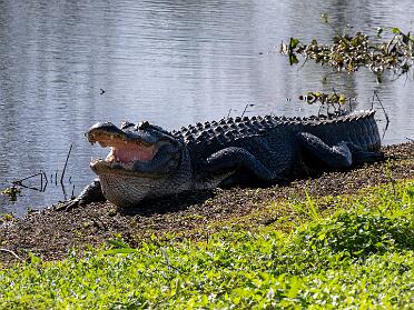 Orlando Christmas 2024